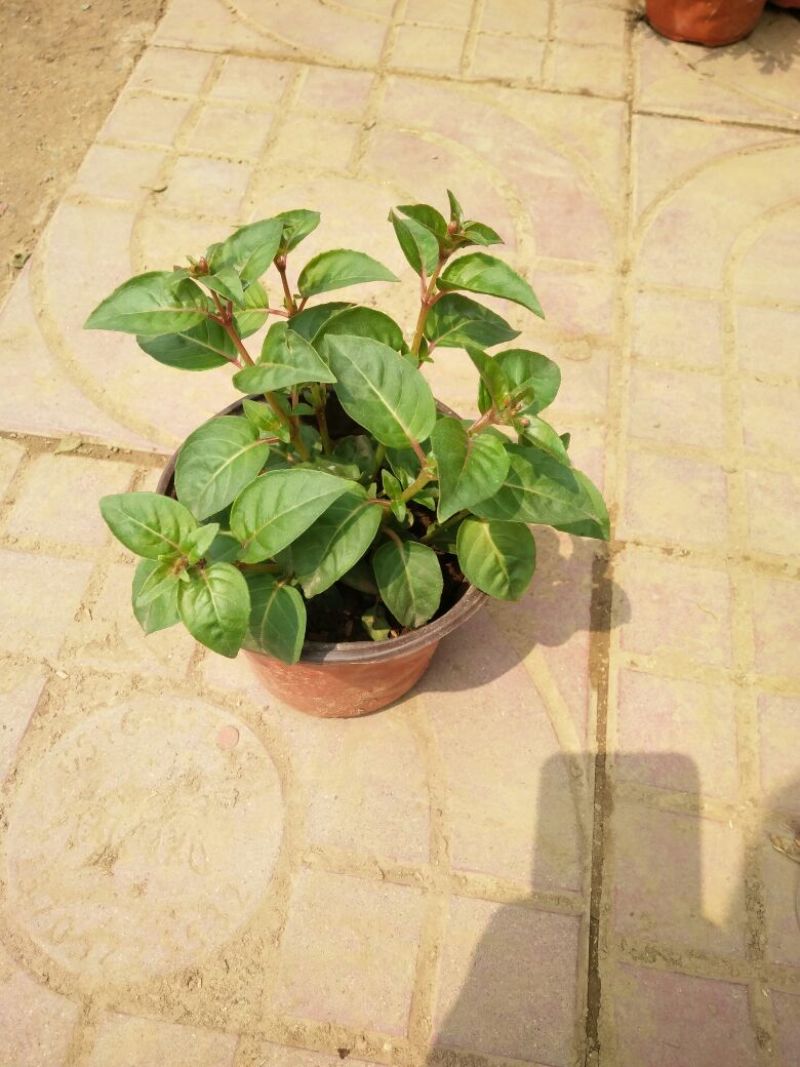 灯笼花