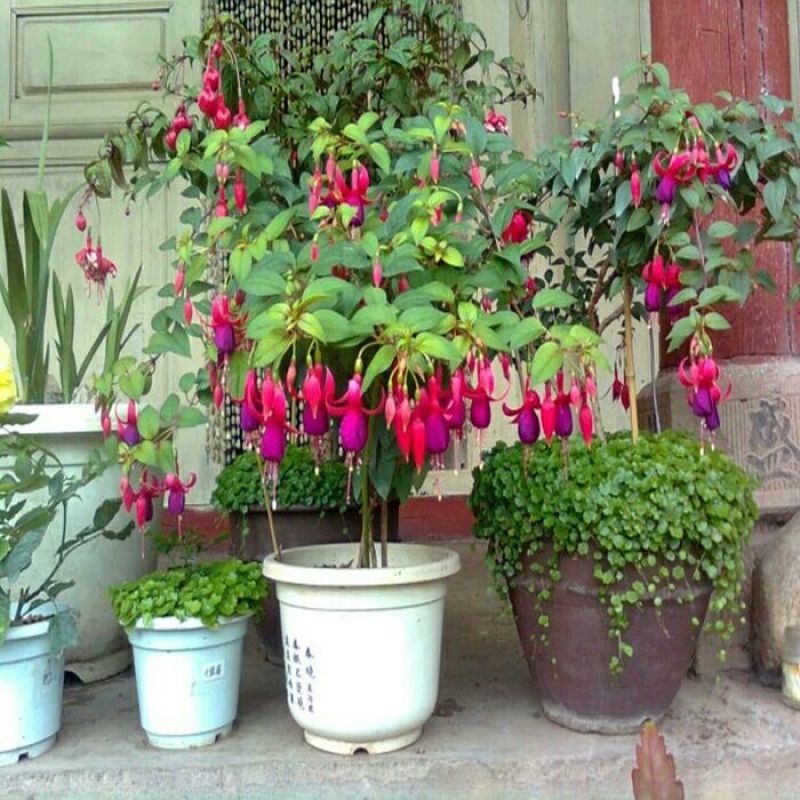 灯笼花