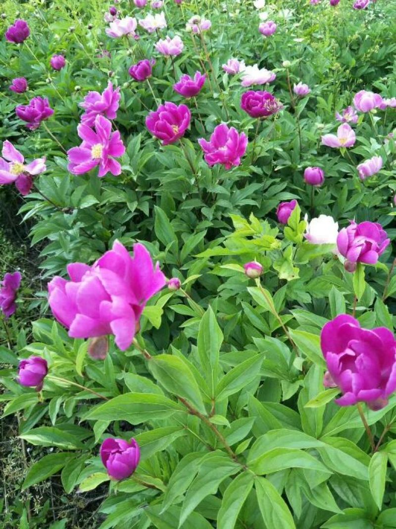 赤芍