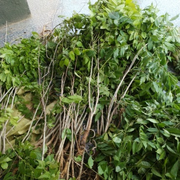 紫藤苗道路小区别墅绿化家庭园艺绿化用苗