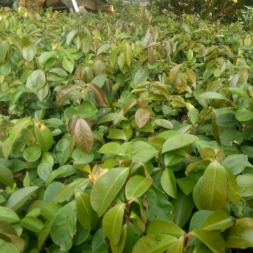 白花油茶苗30~50cm