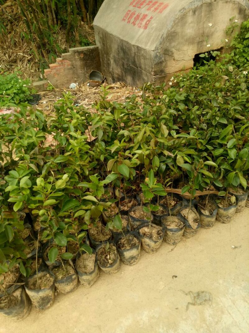 白花油茶苗30~50cm