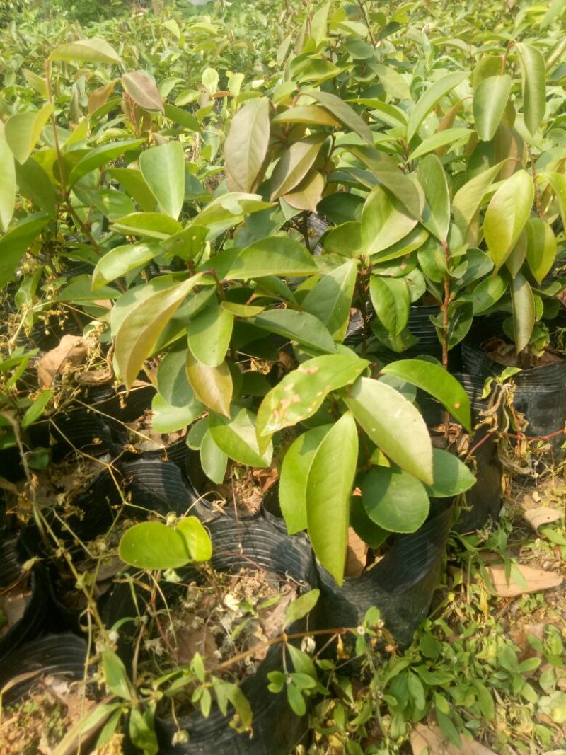 白花油茶苗30~50cm