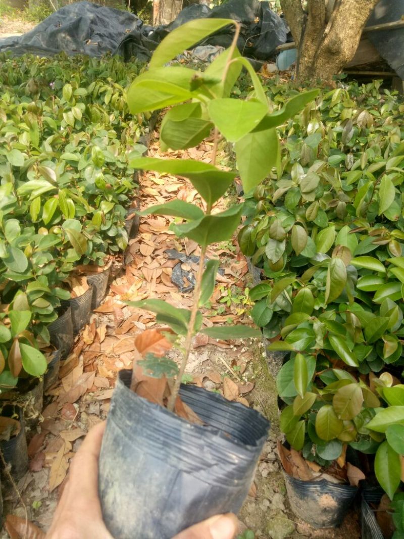 白花油茶苗30~50cm