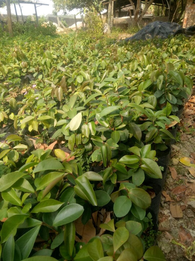 白花油茶苗30~50cm