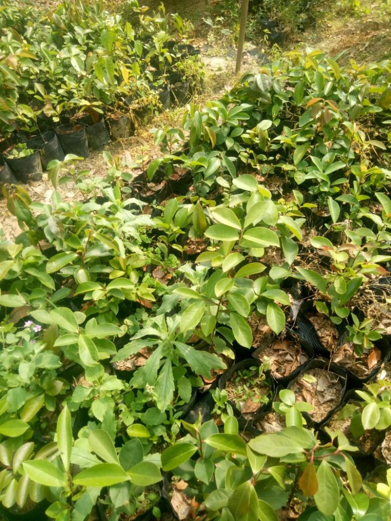 白花油茶苗30~50cm