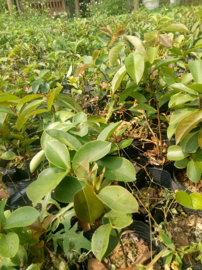 白花油茶苗30~50cm