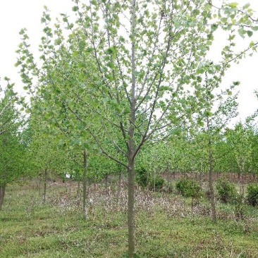 法桐12~14cm18~20cm4米以上3米以上