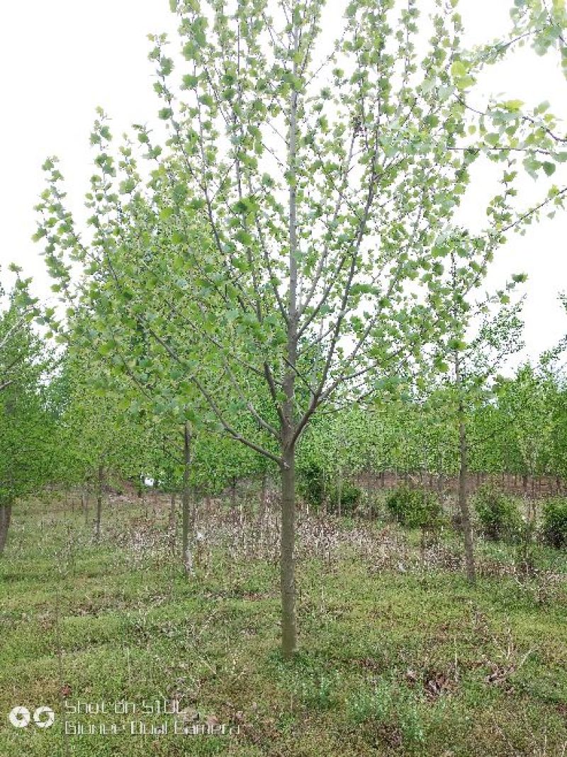法桐12~14cm18~20cm4米以上3米以上