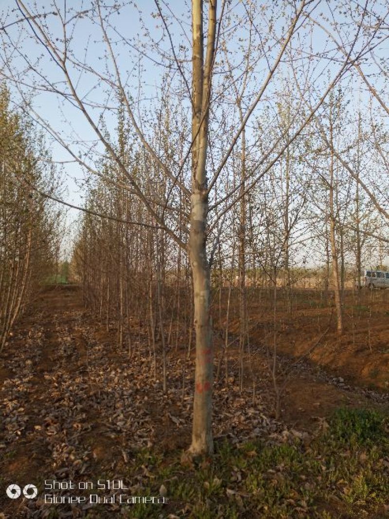 法桐12~14cm18~20cm4米以上3米以上