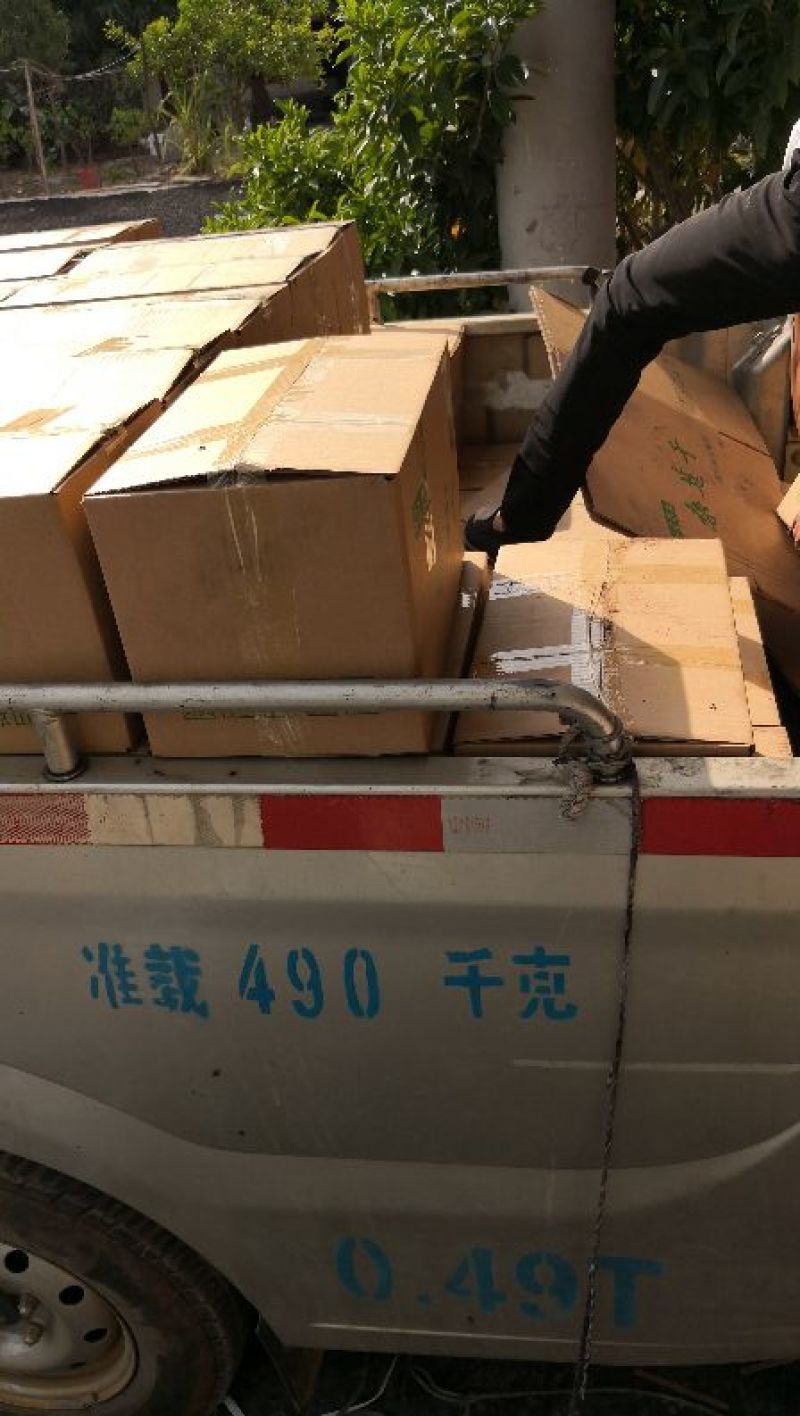 精品烘干食用桑葚干