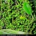 山胡椒果鲜货