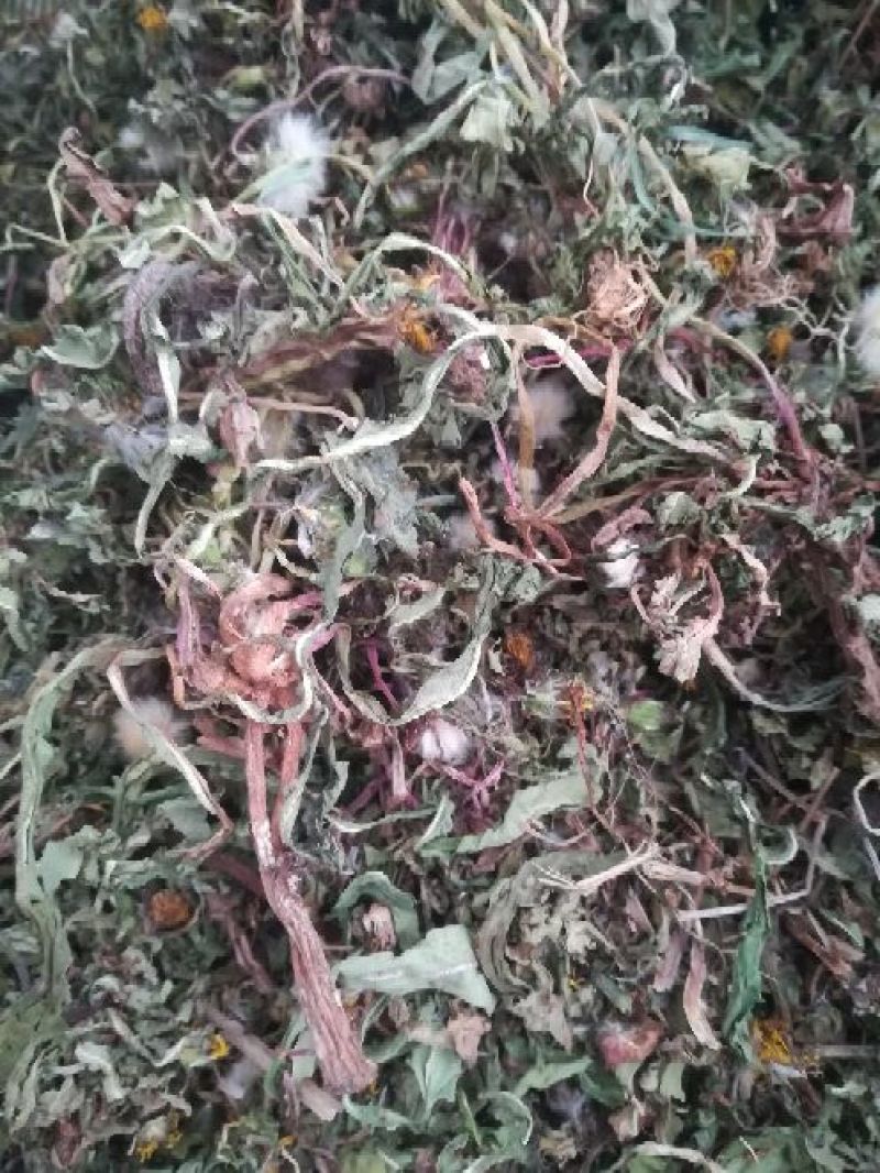 药用蒲公英野生全草湖北襄阳地产