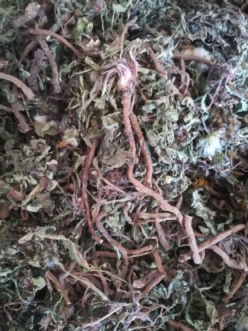 药用蒲公英野生全草湖北襄阳地产