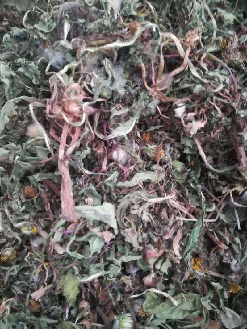 药用蒲公英野生全草湖北襄阳地产