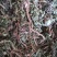 药用蒲公英野生全草湖北襄阳地产