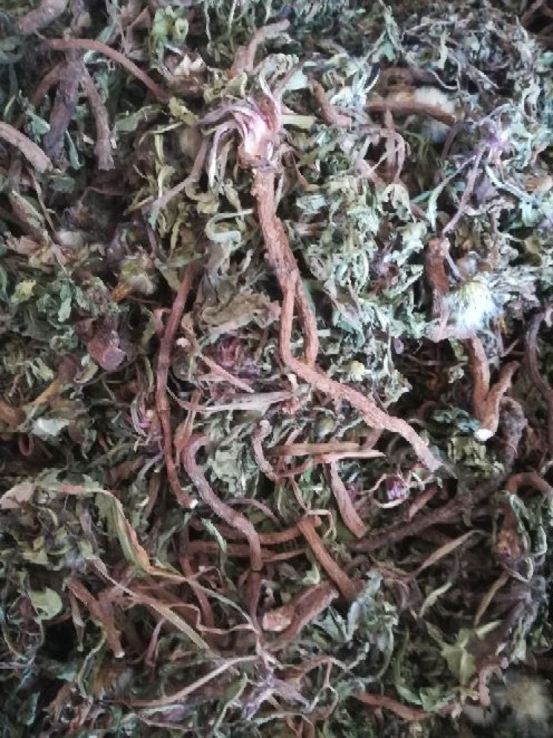 药用蒲公英野生全草湖北襄阳地产