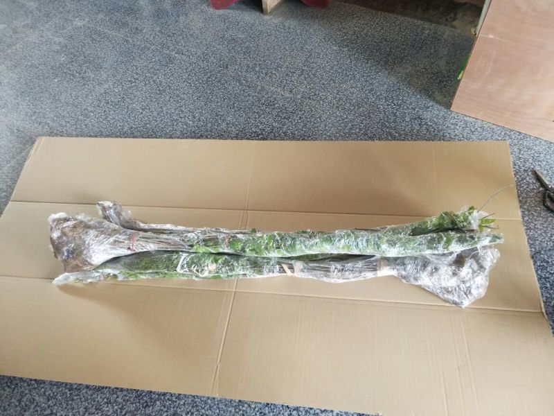紫藤自己家地里种的紫藤包