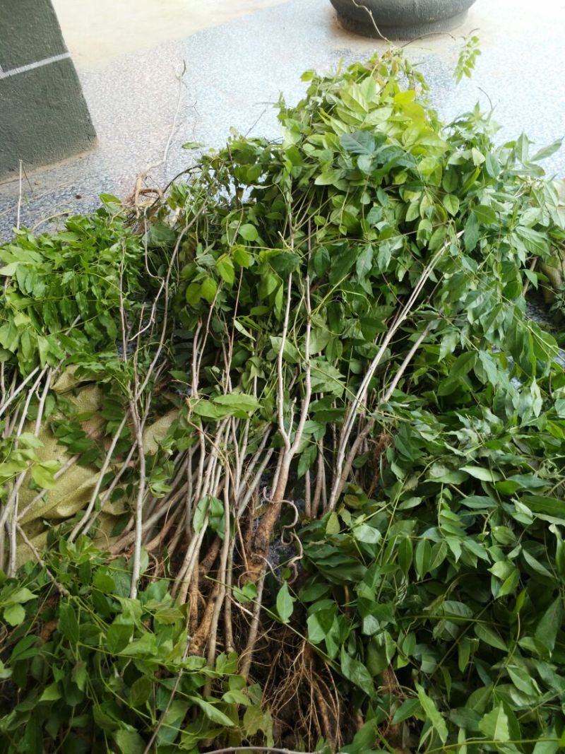 紫藤自己家地里种的紫藤包