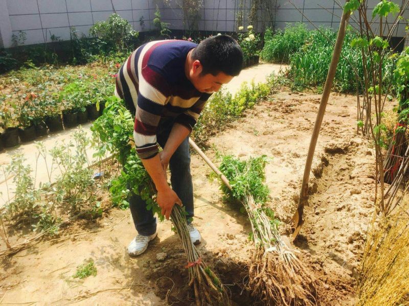 紫藤自己家地里种的紫藤包