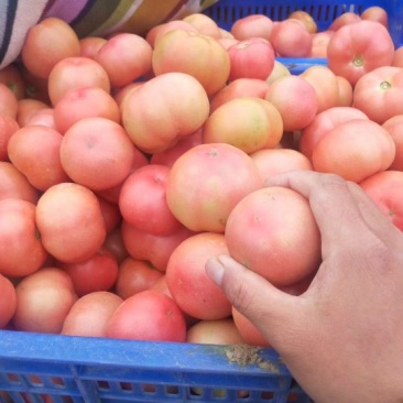 硬粉西红柿精品硬粉弧二以上