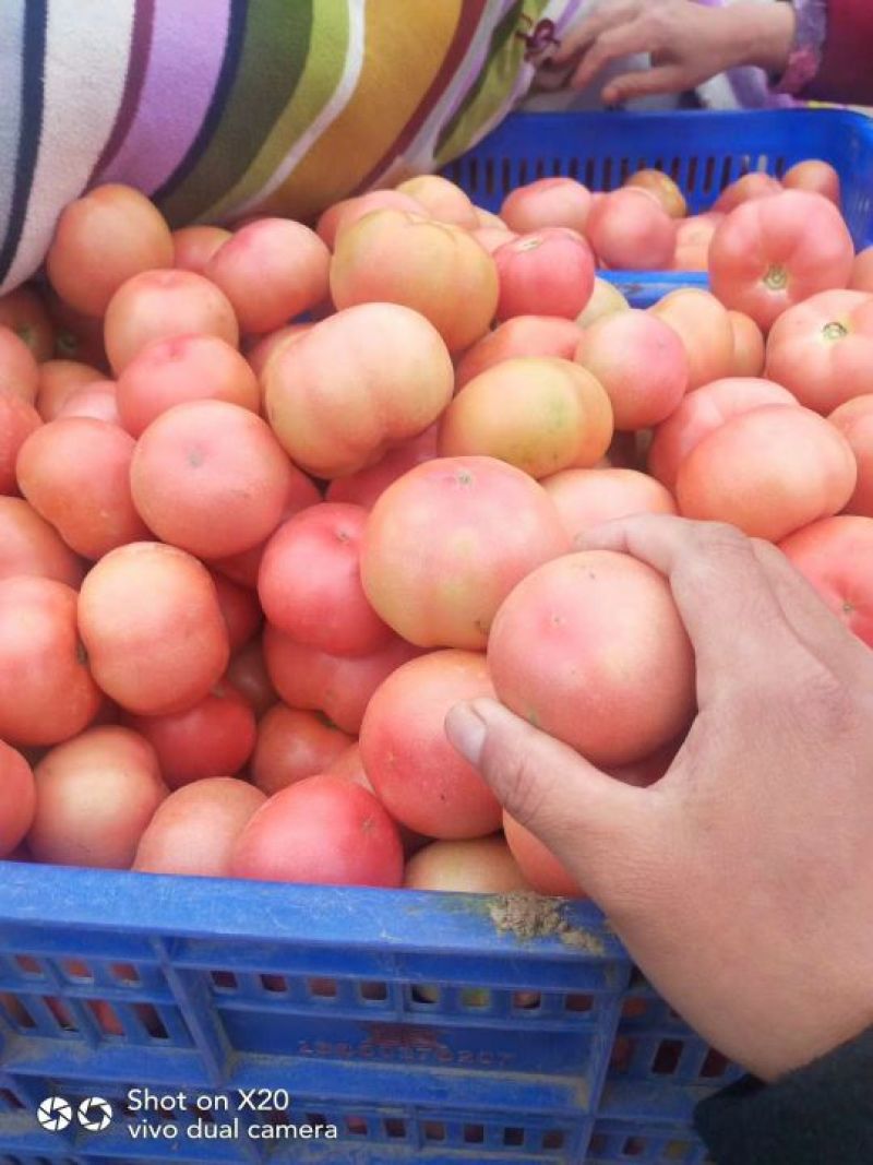硬粉西红柿精品硬粉弧二以上