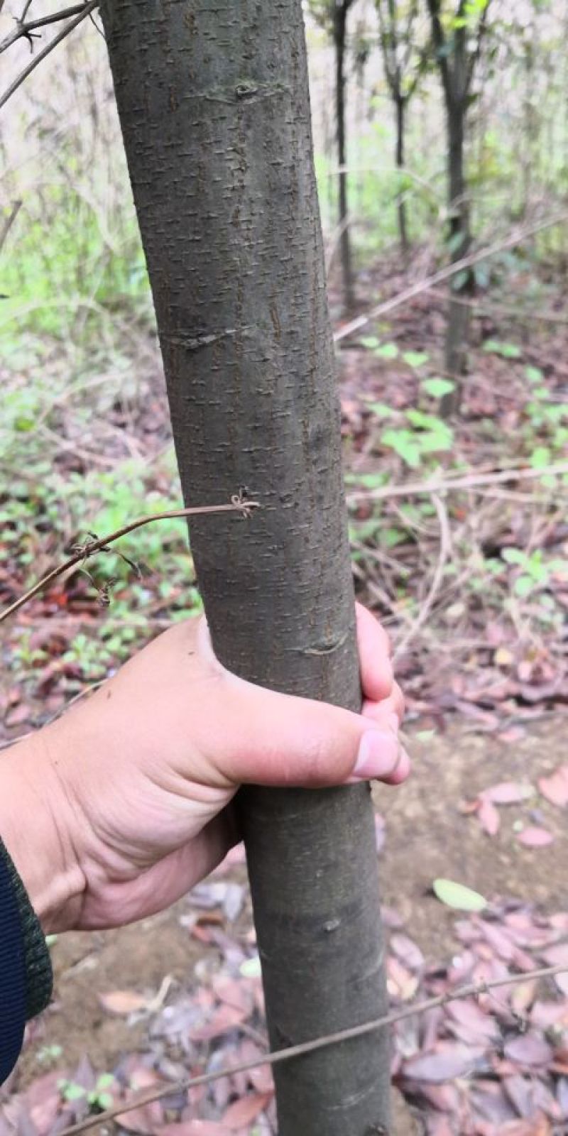 大叶女贞4~6cm