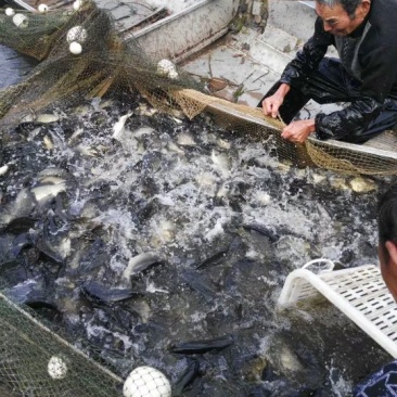 黄金鲫