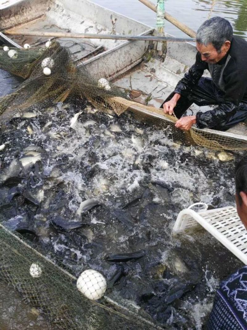 黄金鲫
