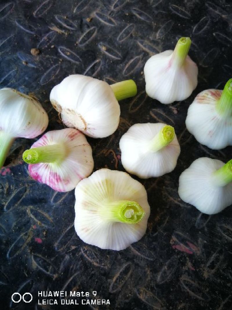 大蒜混级统货鲜蒜
