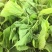 桑叶桑芽、桑芽菜、桑苗菜、冰鲜桑叶