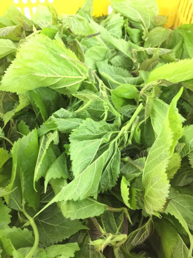桑叶桑芽、桑芽菜、桑苗菜、冰鲜桑叶