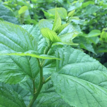 桑叶桑芽、桑芽菜、桑苗菜、冰鲜桑叶