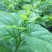 桑叶桑芽、桑芽菜、桑苗菜、冰鲜桑叶