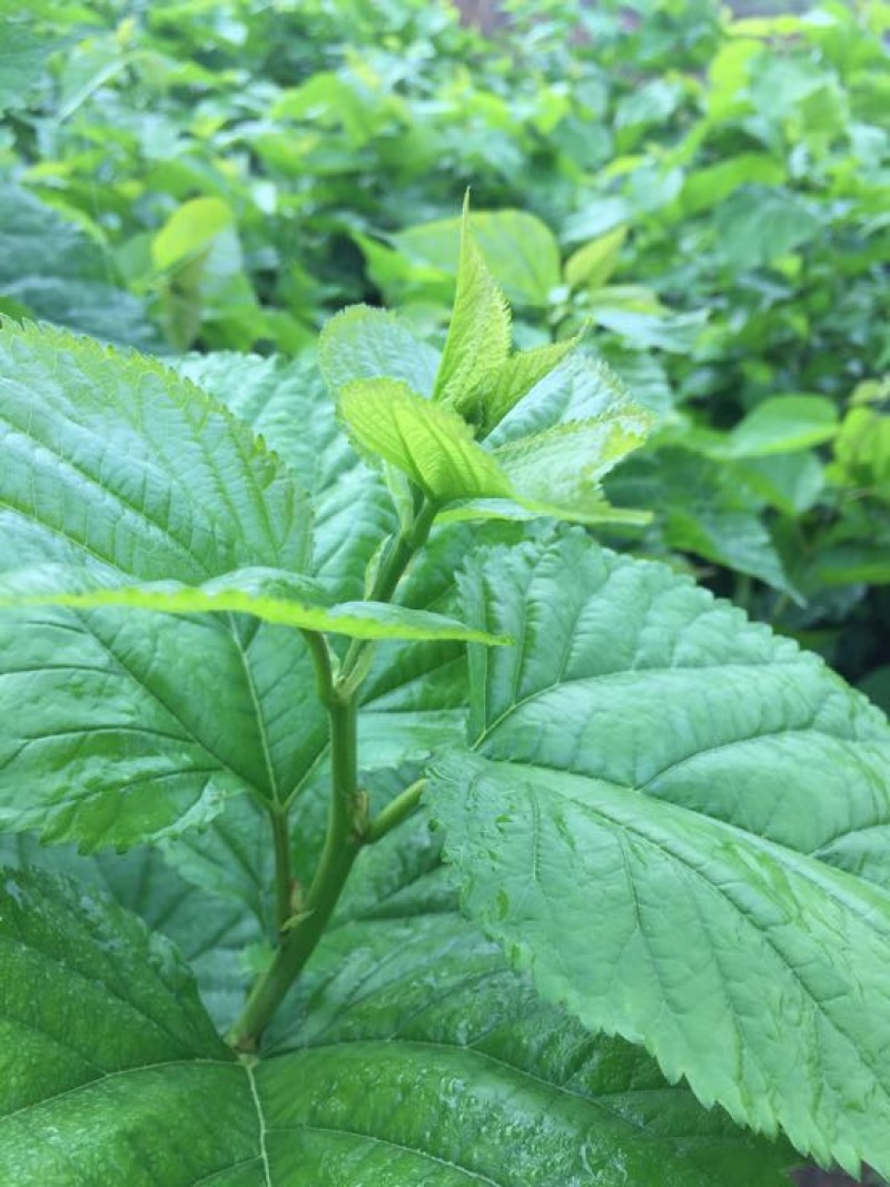 桑叶桑芽、桑芽菜、桑苗菜、冰鲜桑叶