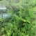 桑叶桑芽、桑芽菜、桑苗菜、冰鲜桑叶