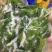 桑叶桑芽、桑芽菜、桑苗菜、冰鲜桑叶
