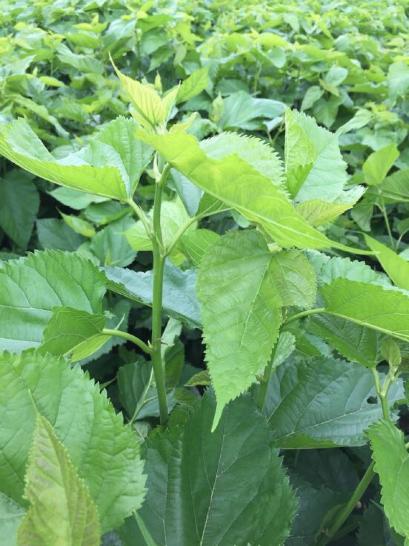 桑叶桑芽、桑芽菜、桑苗菜、冰鲜桑叶