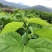 桑叶桑芽、桑芽菜、桑苗菜、冰鲜桑叶