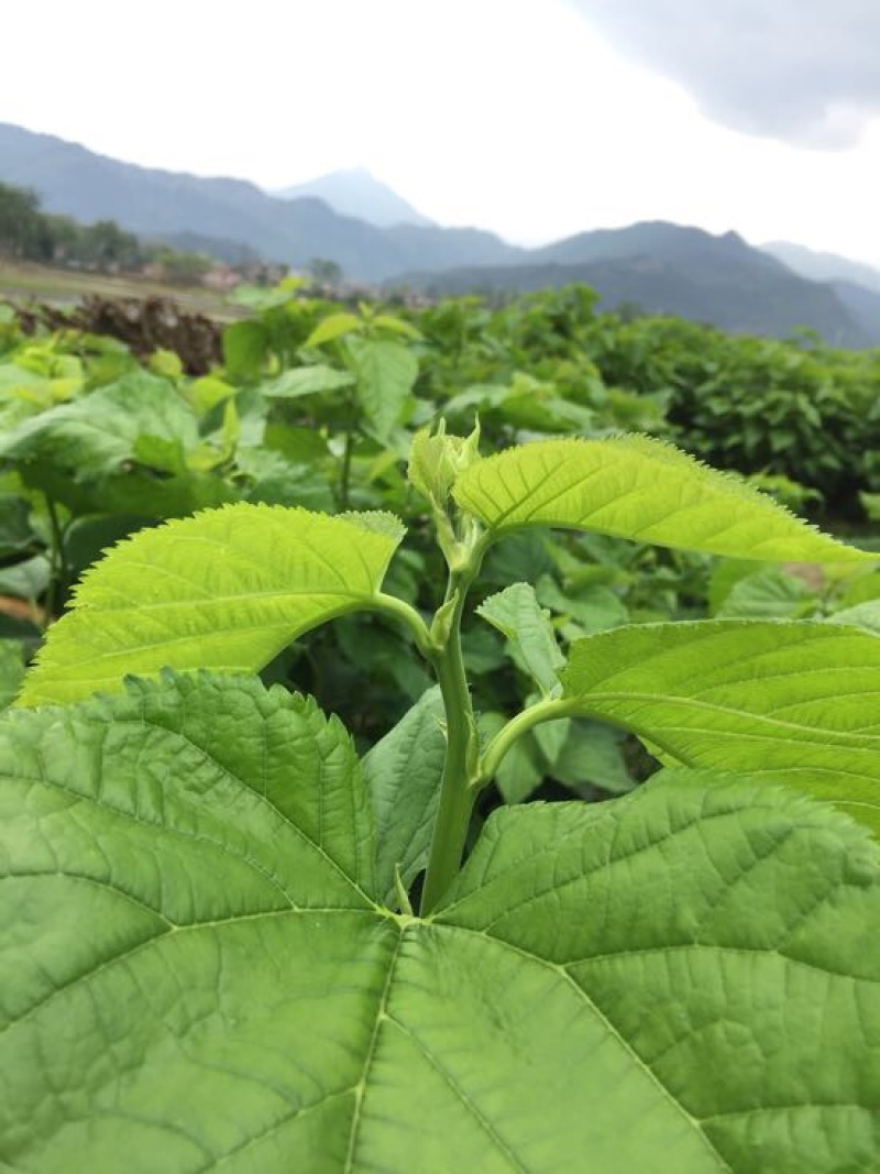 桑叶桑芽、桑芽菜、桑苗菜、冰鲜桑叶
