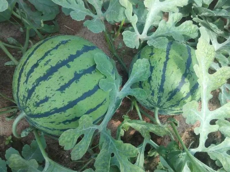 西瓜山东甜王西瓜6斤打底8成熟1茬欢迎在线咨询1