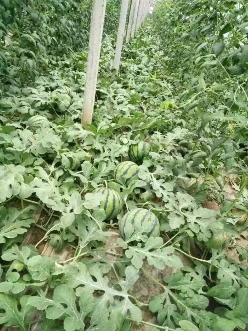 西瓜山东甜王西瓜6斤打底8成熟1茬欢迎在线咨询1