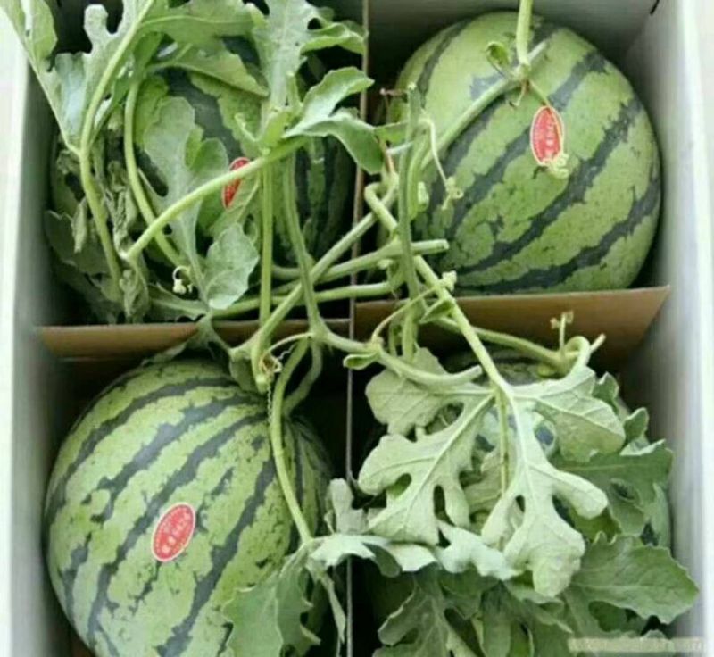 西瓜山东甜王西瓜6斤打底8成熟1茬欢迎在线咨询1