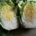 黄心白菜