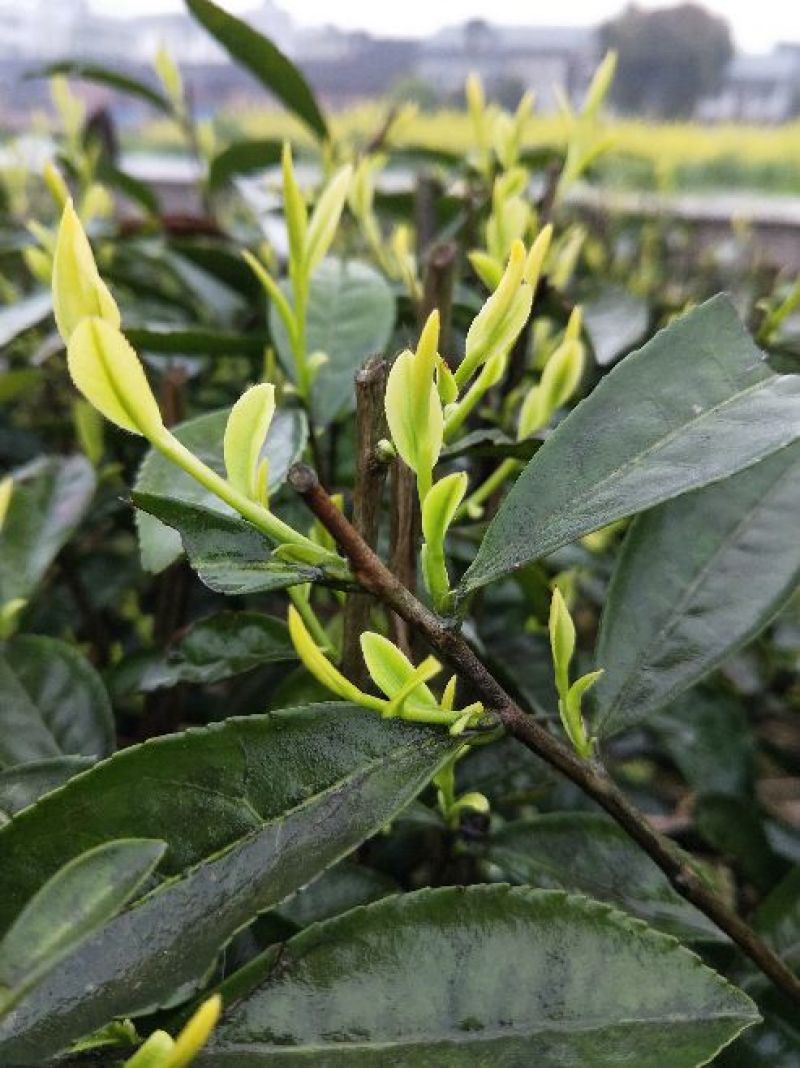 茶树苗，四川金芽茶苗，四川黄金芽批发，基地直销，质量保证