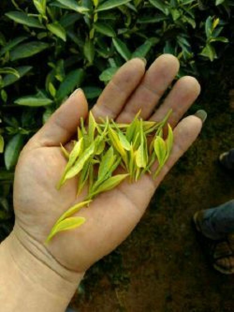 茶树苗，四川金芽茶苗，四川黄金芽批发，基地直销，质量保证