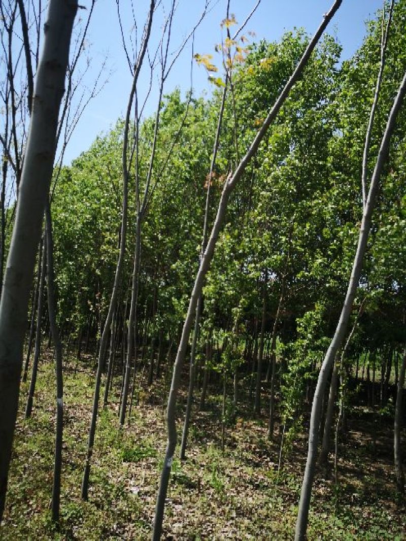 五角枫261~300cm