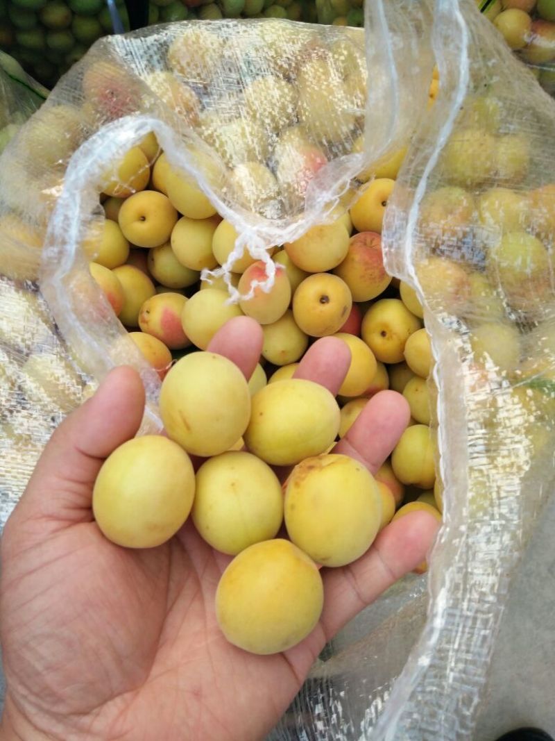 酸梅2cm以上