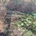 花椒苗0.5~1年