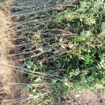 花椒苗0.5~1年